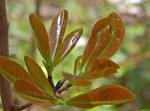 Ochna atropurpurea