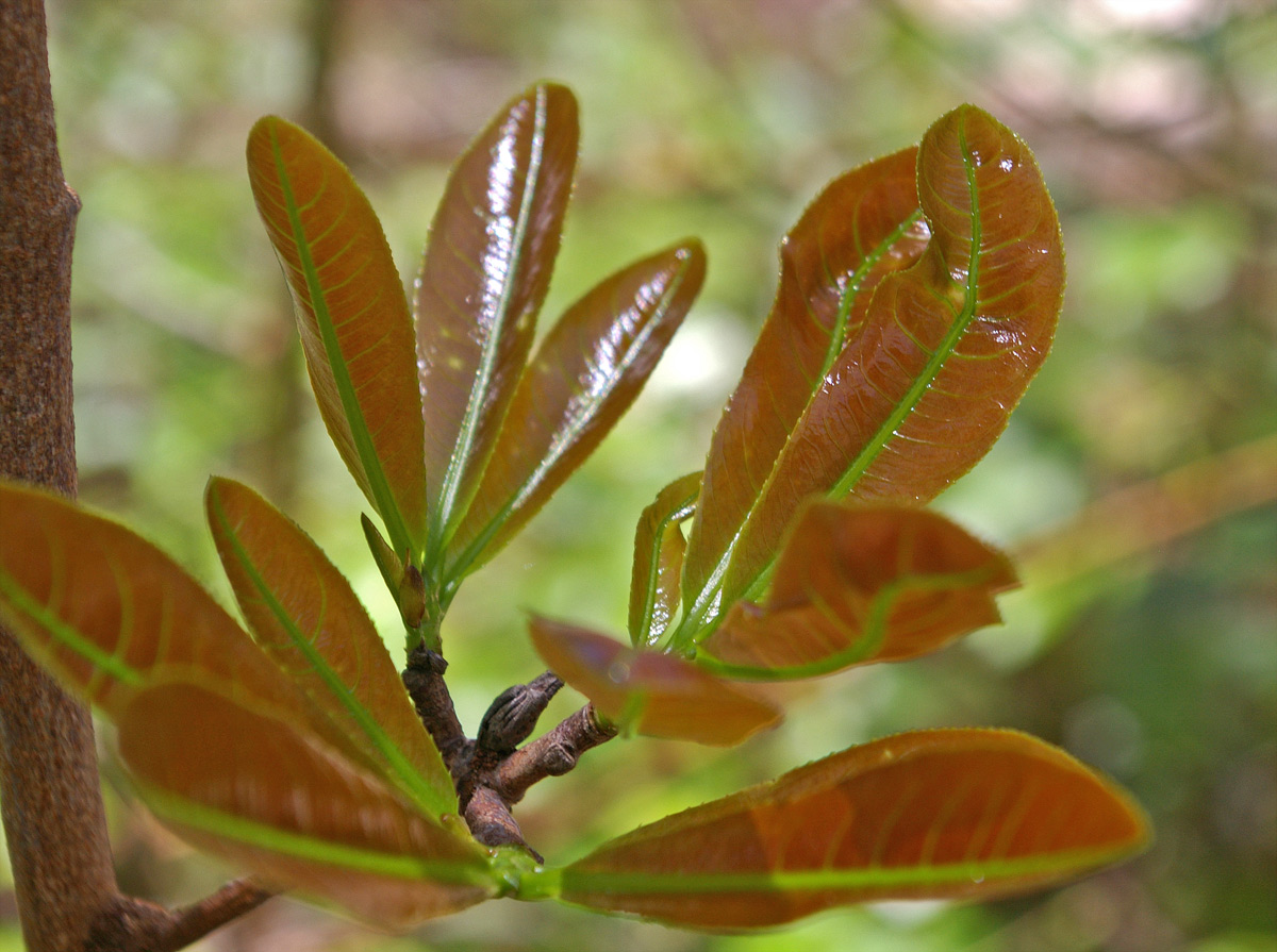 Ochna atropurpurea