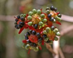 Ochna atropurpurea