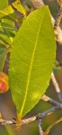 Ochna barbosae