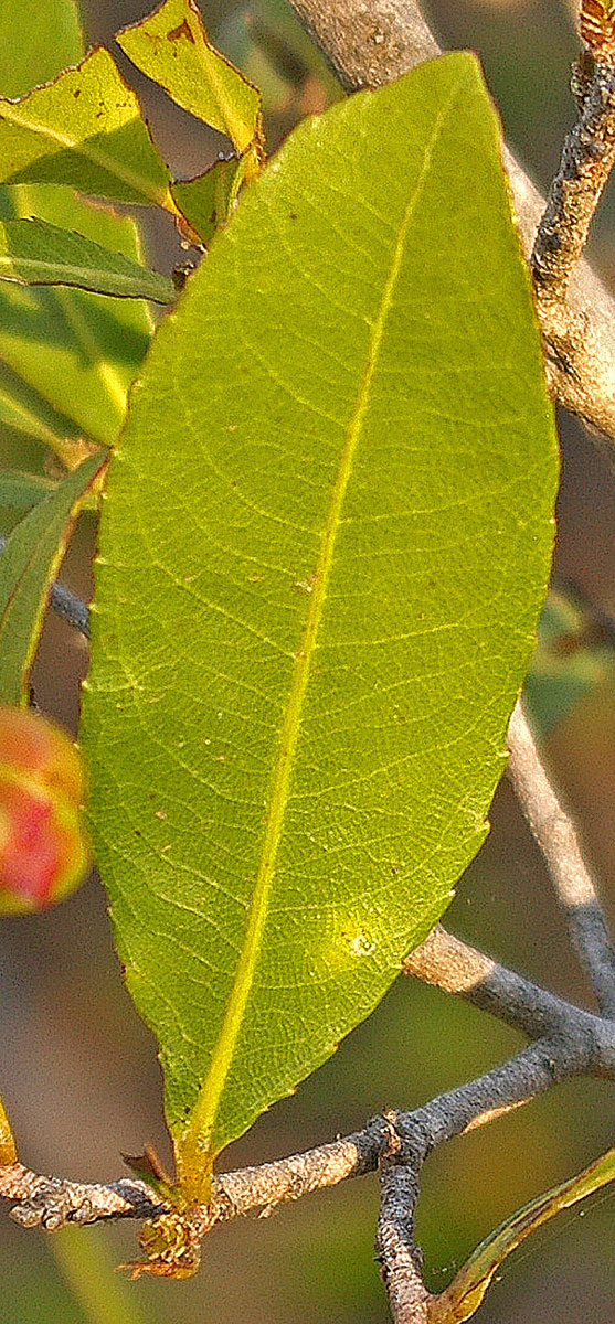 Ochna barbosae