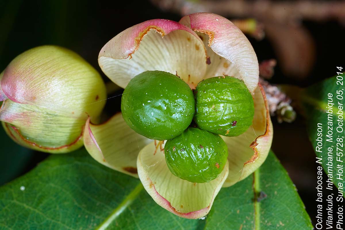 Ochna barbosae
