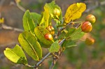 Ochna barbosae