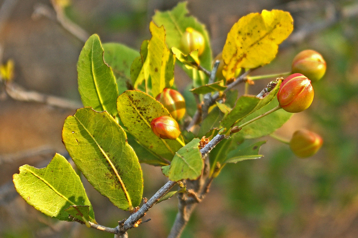 Ochna barbosae