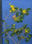 Ochna barbosae