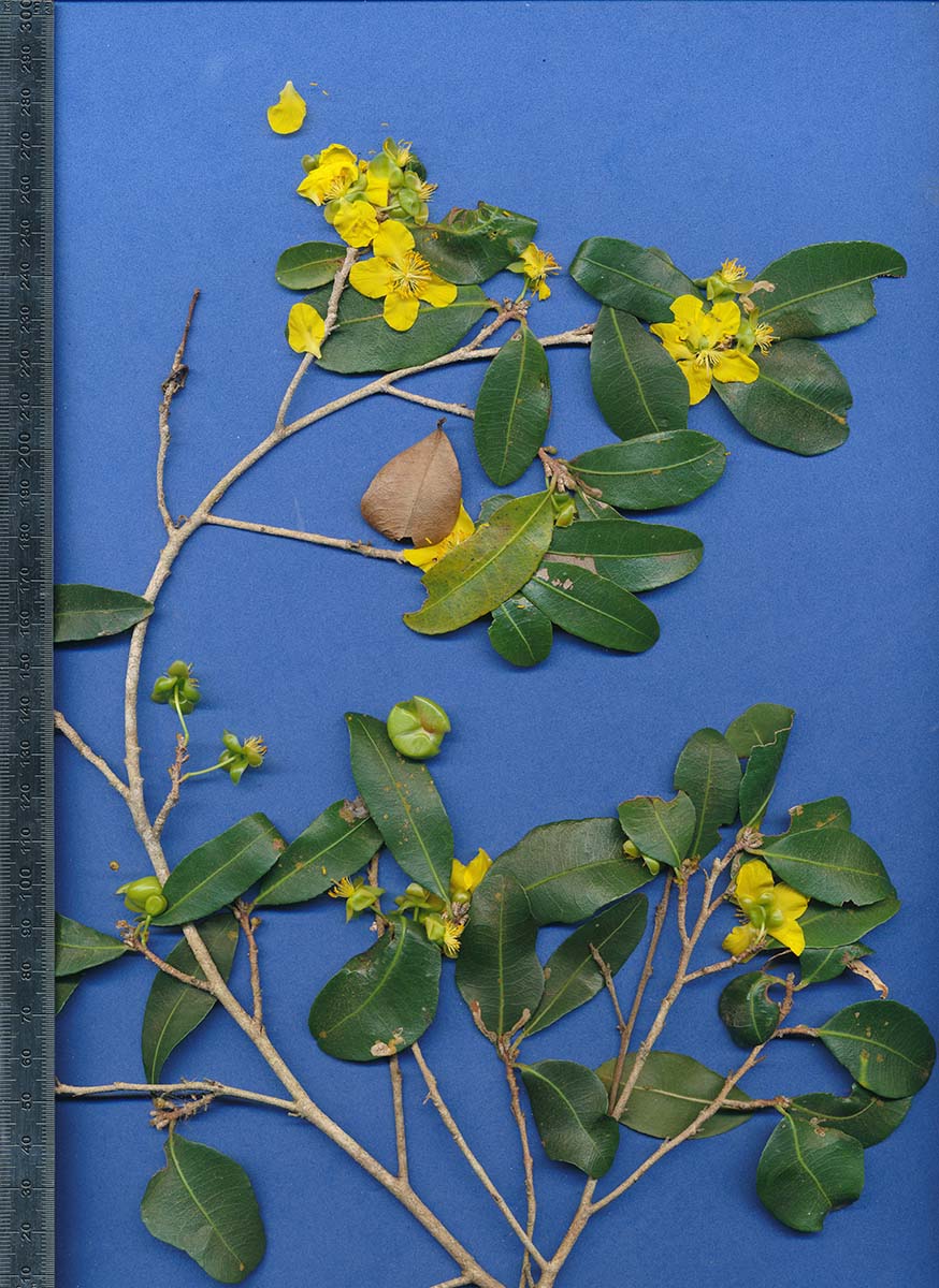 Ochna barbosae