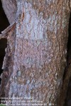 Ochna barbosae