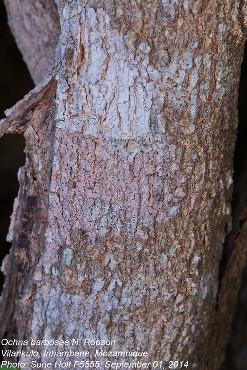 Ochna barbosae