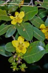 Ochna barbosae
