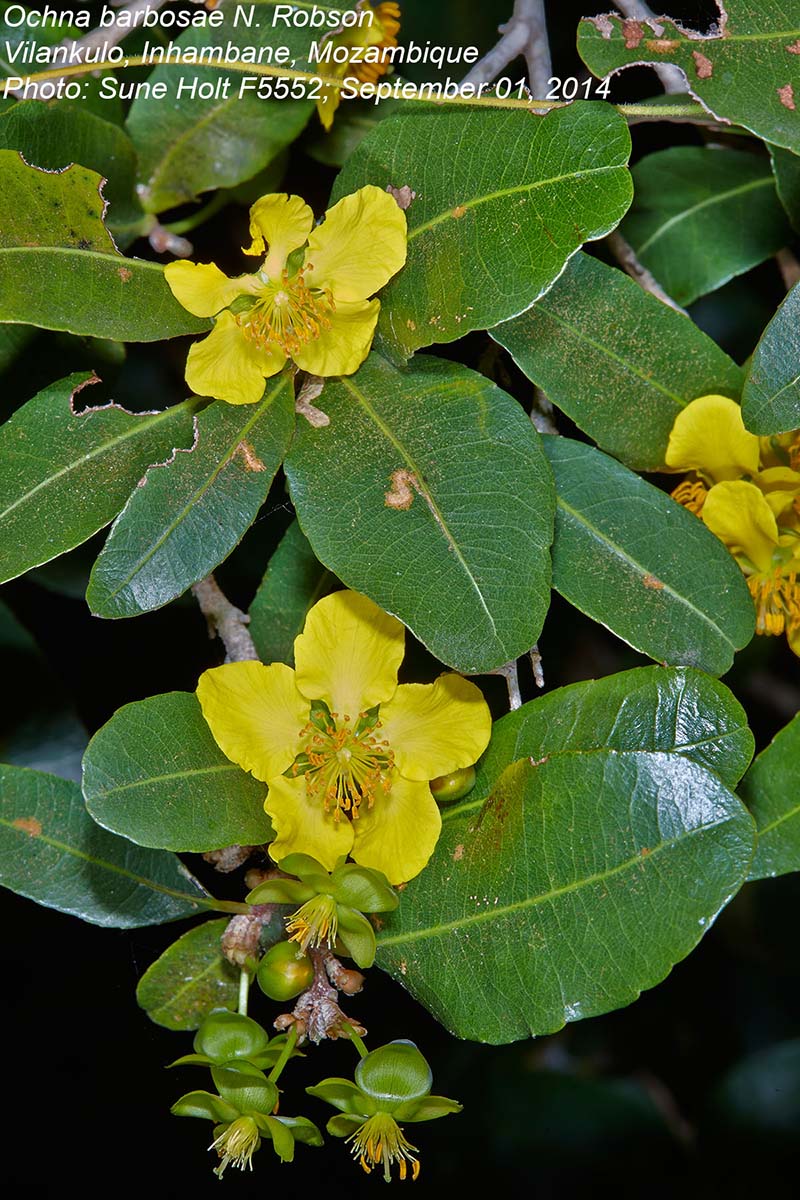 Ochna barbosae