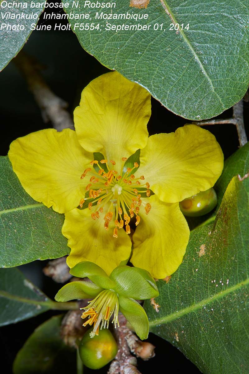 Ochna barbosae