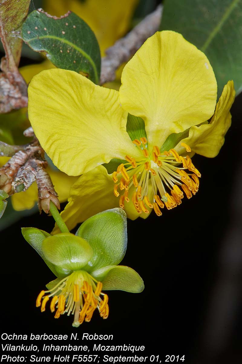 Ochna barbosae