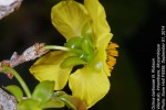 Ochna barbosae