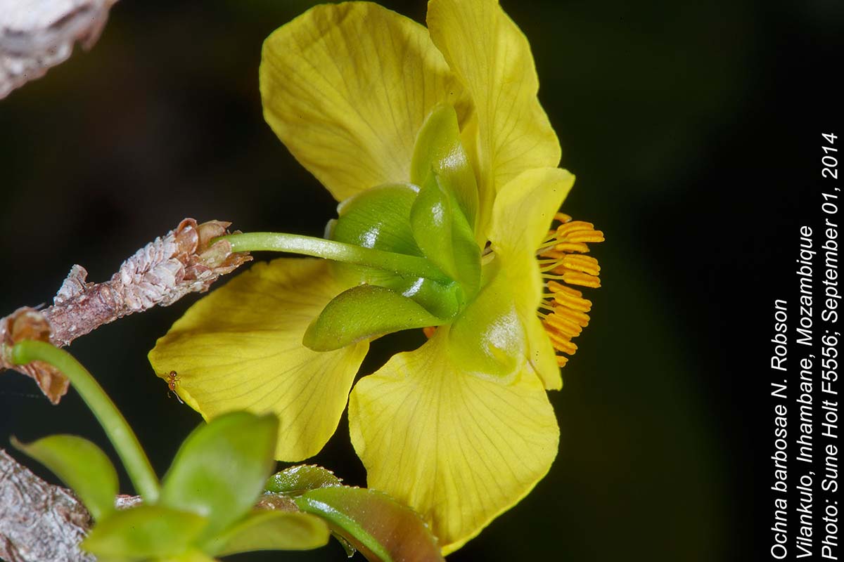 Ochna barbosae