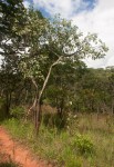 Ochna gambleoides