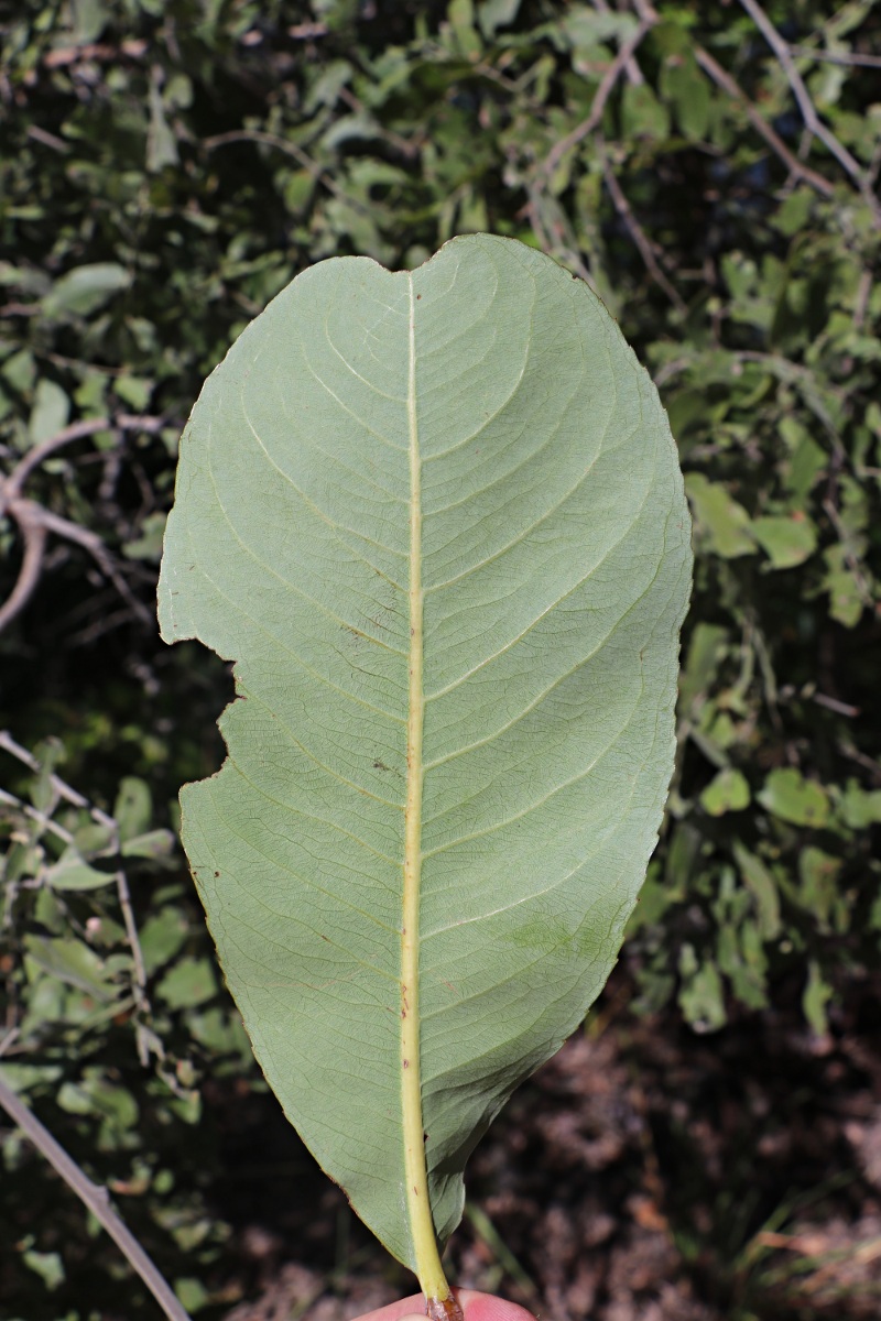 Ochna gambleoides