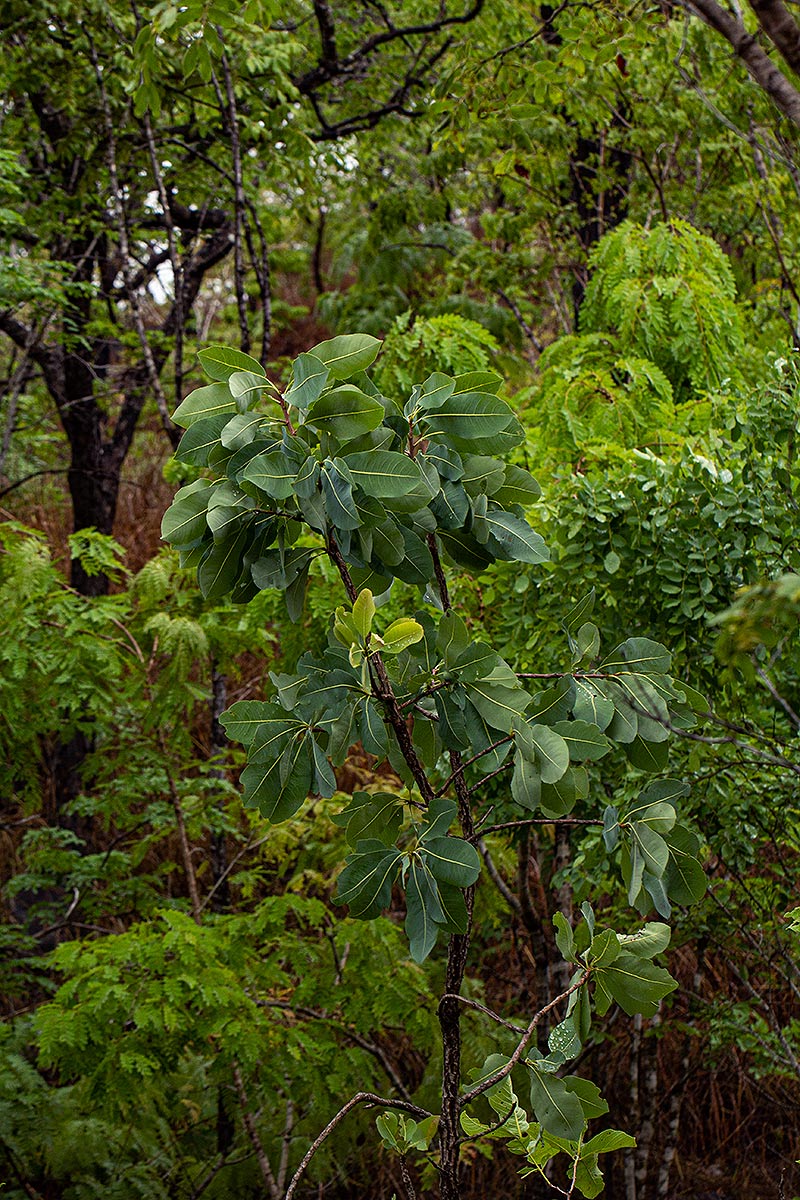 Ochna gambleoides