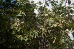 Ochna gambleoides