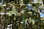 Ochna gambleoides