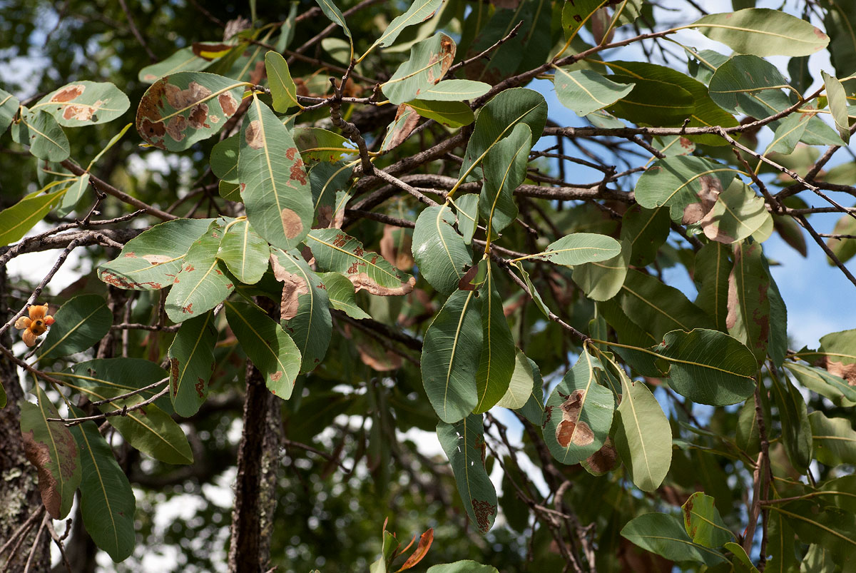 Ochna gambleoides