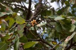 Ochna gambleoides