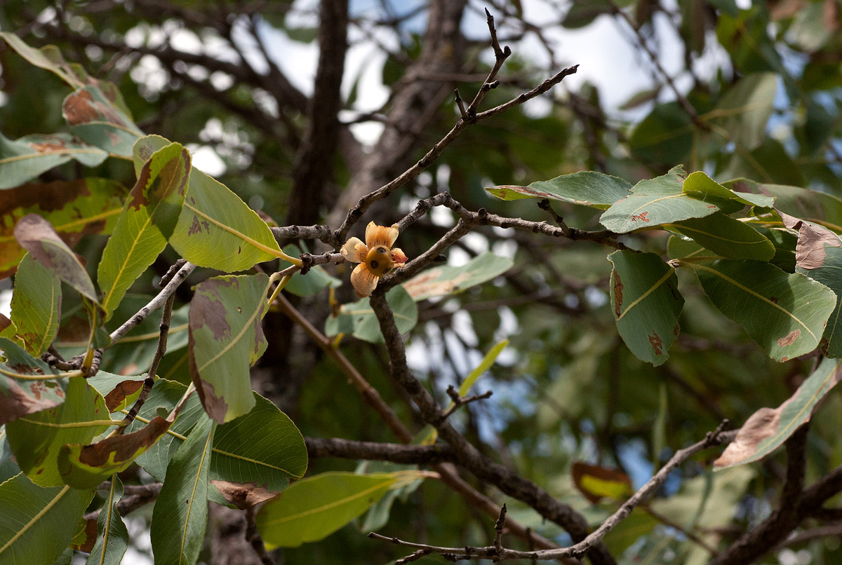 Ochna gambleoides