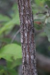 Ochna gambleoides