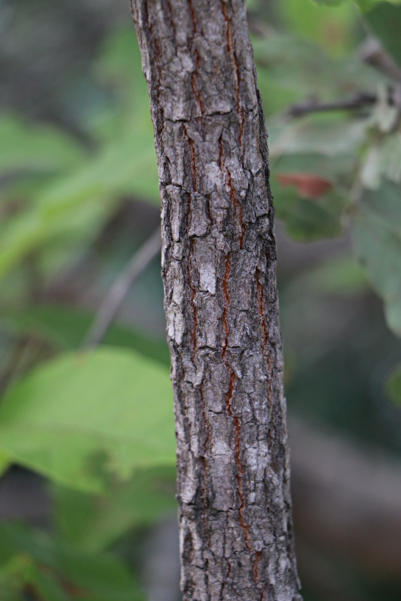 Ochna gambleoides