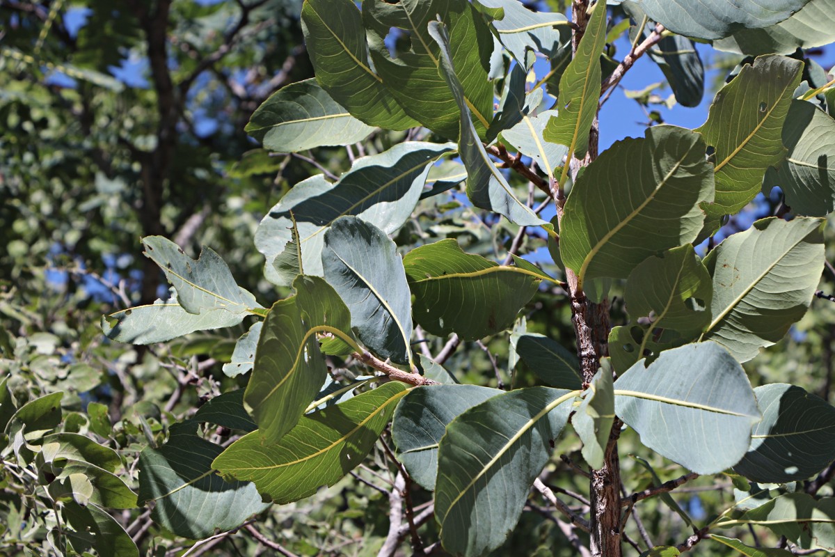Ochna gambleoides