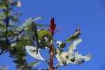 Ochna gambleoides