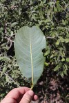 Ochna gambleoides