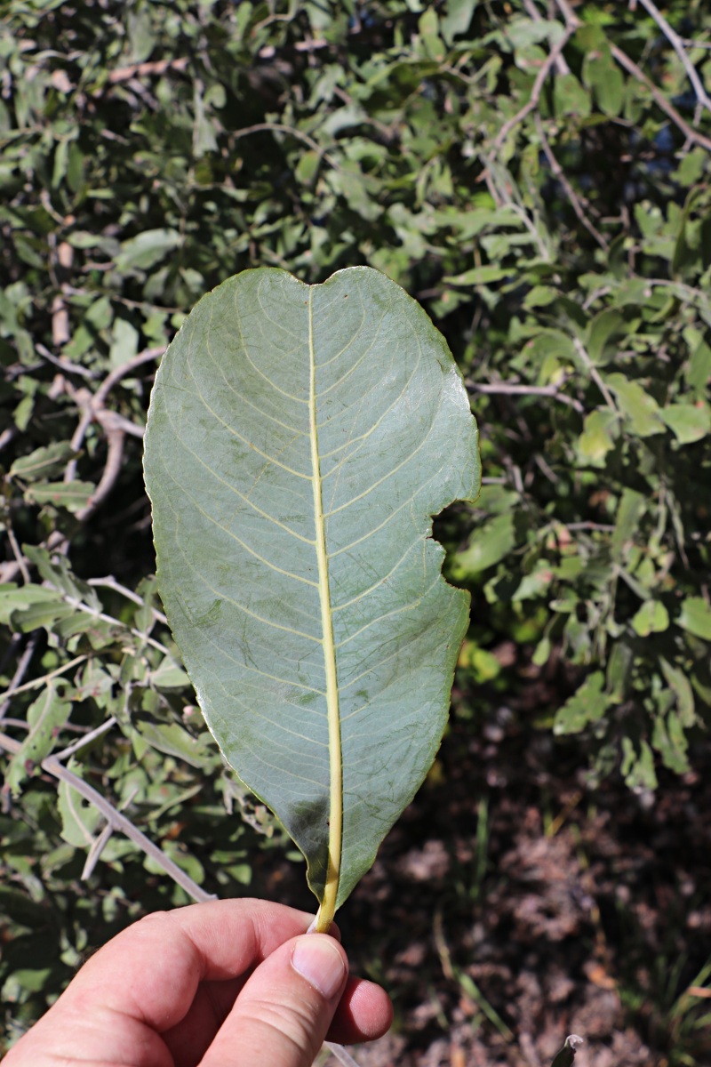 Ochna gambleoides