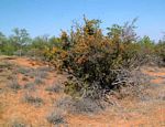 Ochna inermis