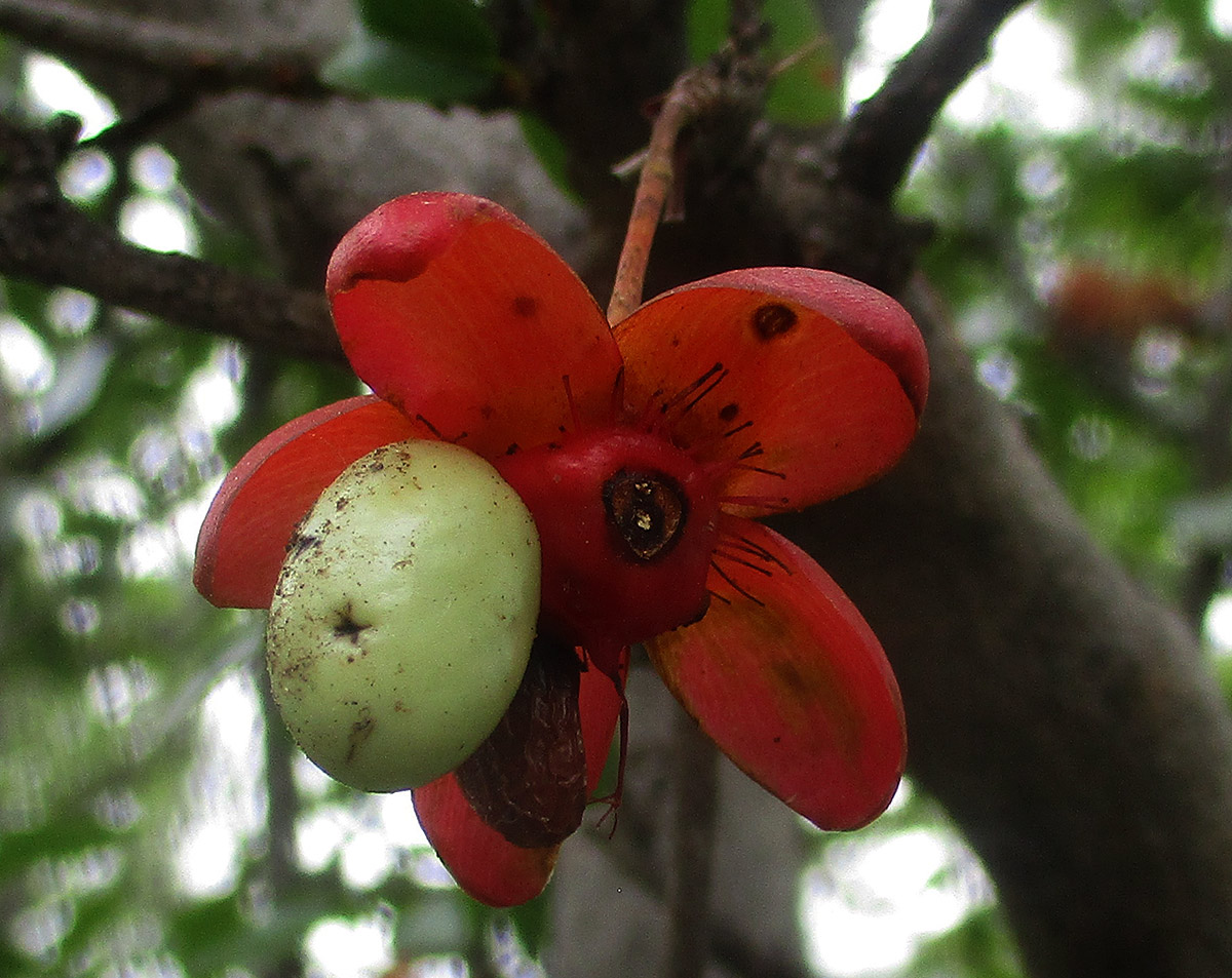 Ochna inermis