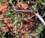 Ochna inermis