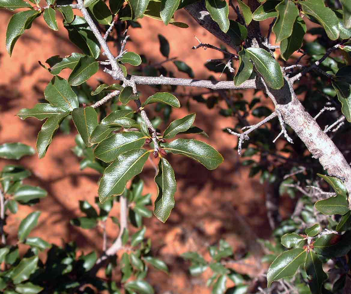 Ochna inermis
