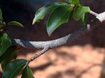 Ochna inermis
