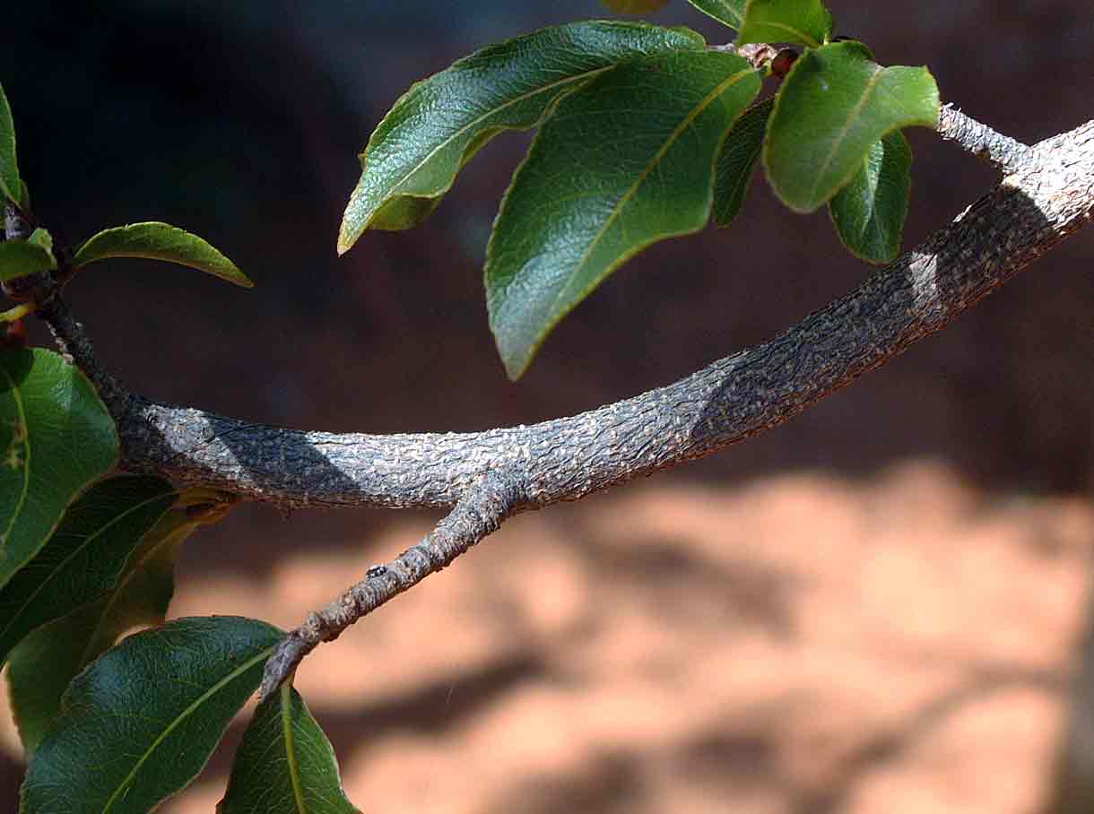 Ochna inermis