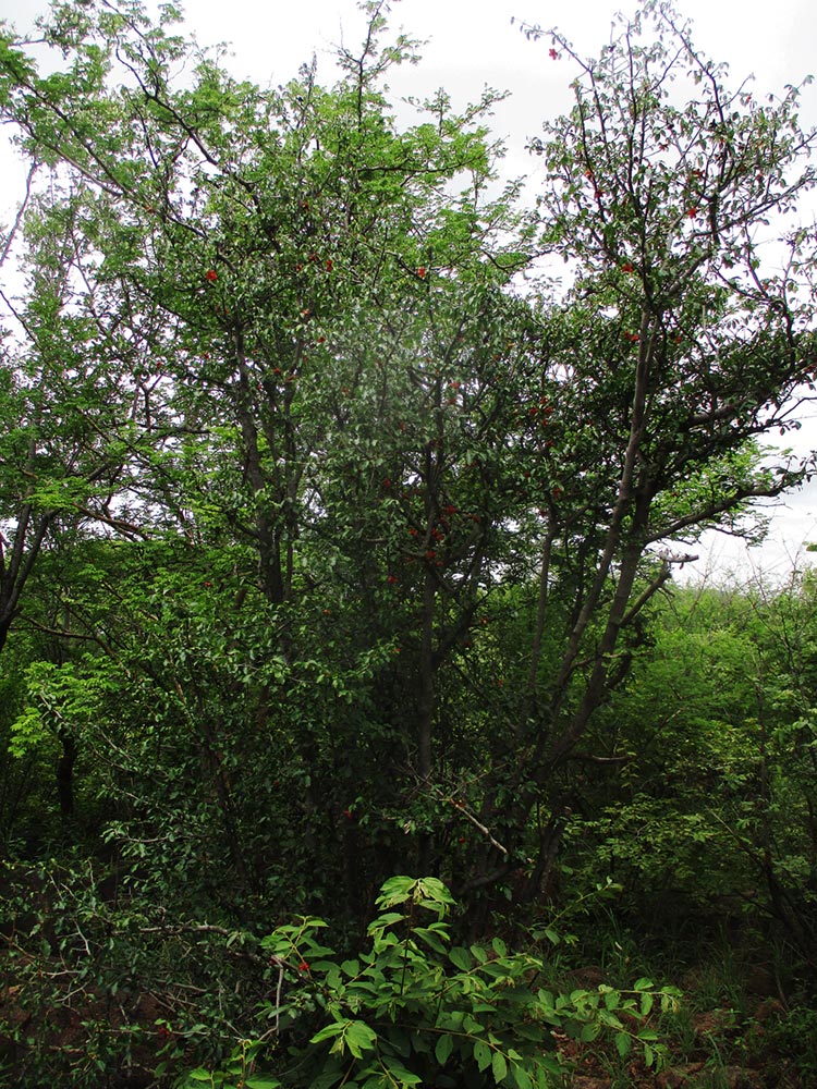 Ochna inermis