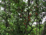 Ochna inermis