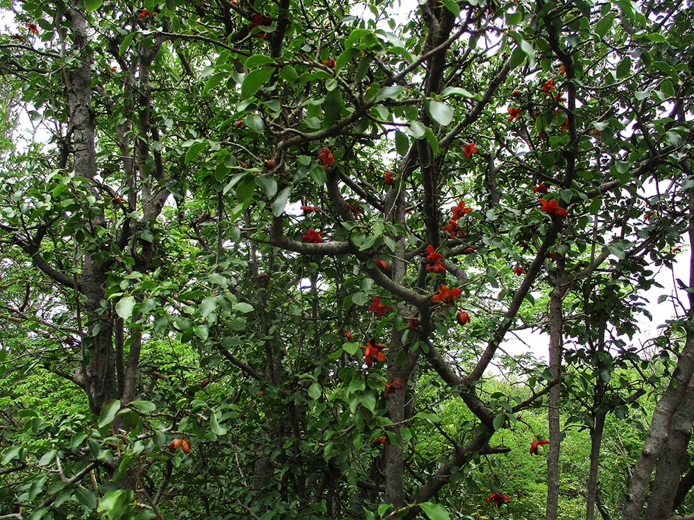 Ochna inermis