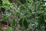 Ochna inermis
