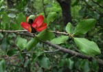 Ochna inermis