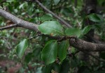 Ochna inermis