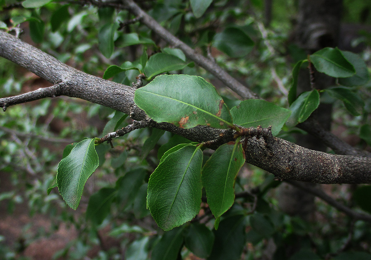Ochna inermis