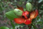 Ochna inermis