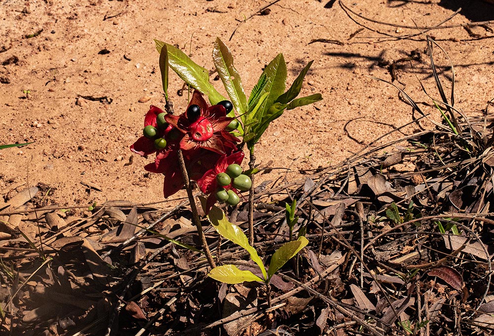 Ochna macrocalyx
