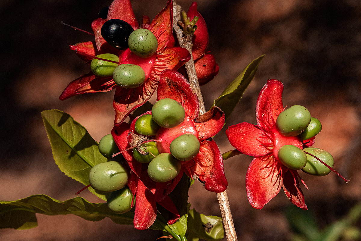 Ochna macrocalyx