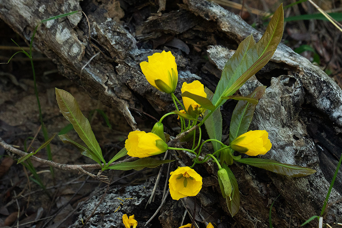 Ochna macrocalyx