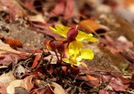 Ochna macrocalyx